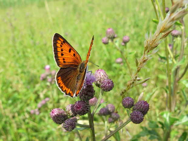 ohnivacik velky(samicka) Lycaena dispar Haworth