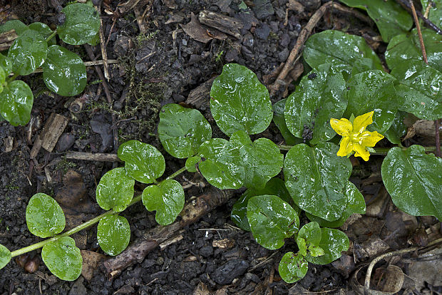 čerkáč peniažtekový Lysimachia nummularia L.