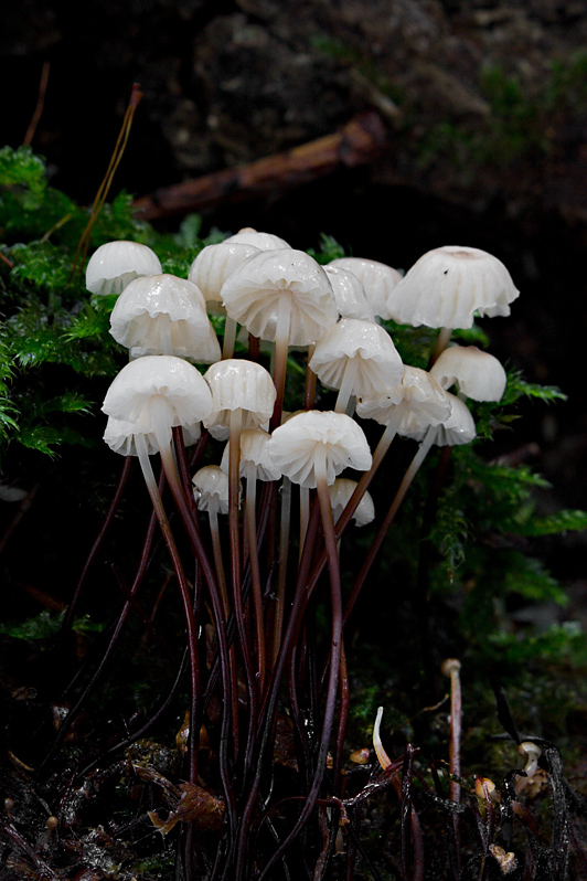 tanečnica golieriková Marasmius rotula (Scop.) Fr.