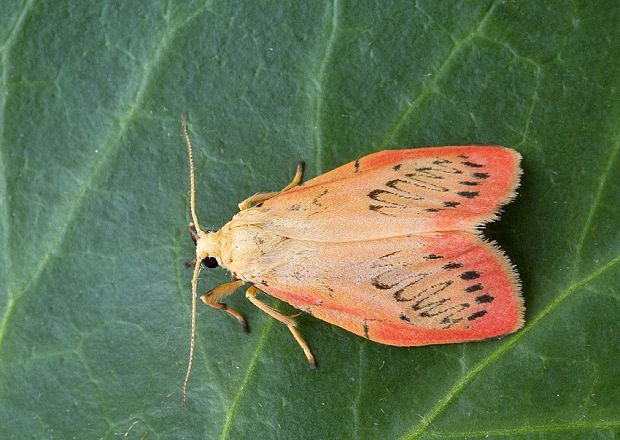 lišajníkovec červenkastý Miltochrista miniata