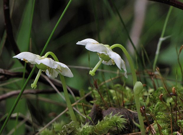 jednokvietok veľkokvetý Moneses uniflora (L.) A. Gray