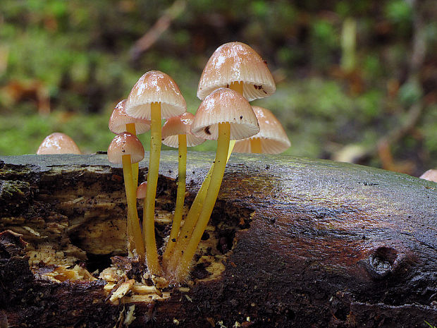 prilbička žltohlúbiková Mycena renati Quél.