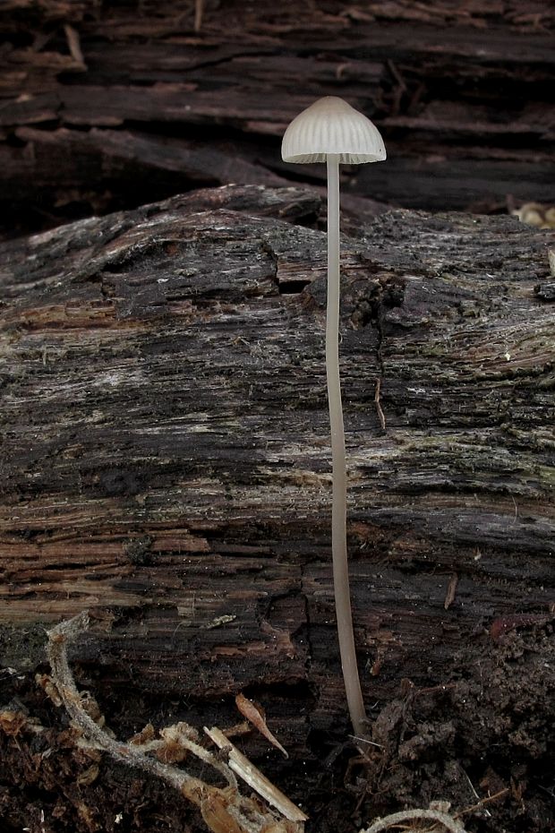 prilbička Mycena sp.