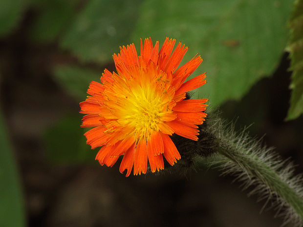 chlpánik oranžový Pilosella aurantiaca (L.) F. W. Schultz et Sch. Bip.