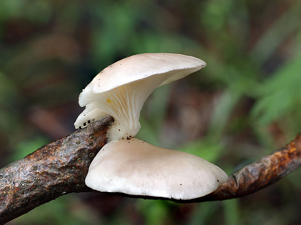 hliva buková Pleurotus pulmonarius (Fr.) Quél.