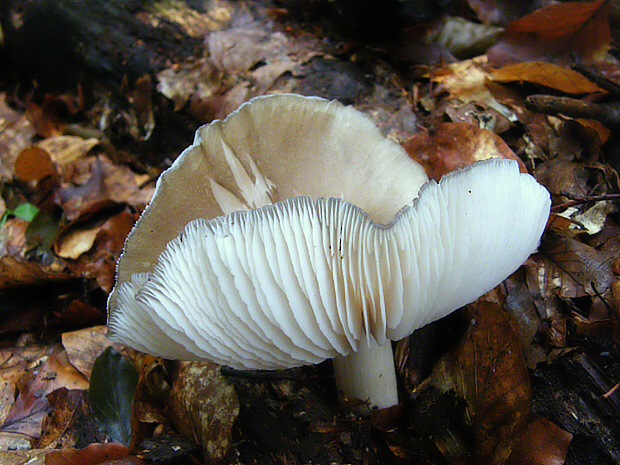 štítovka Pluteus sp.