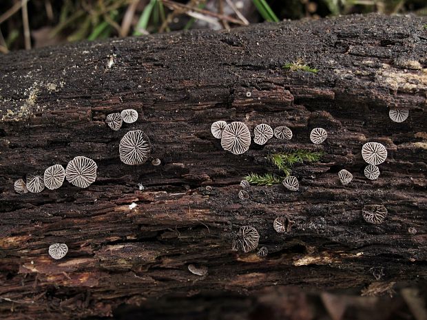 lastúrnik prirastený Resupinatus applicatus (Batsch) Gray