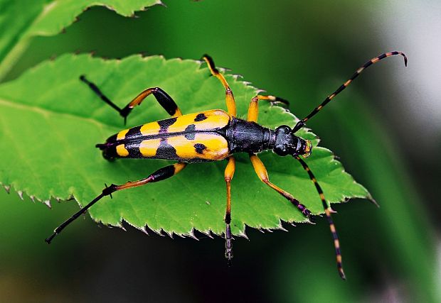 fúzač škvrnitý Rutpela maculata