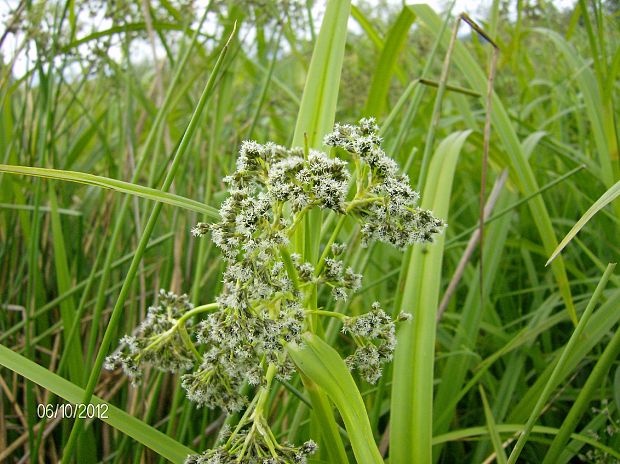 škripina lesná Scirpus sylvaticus L.