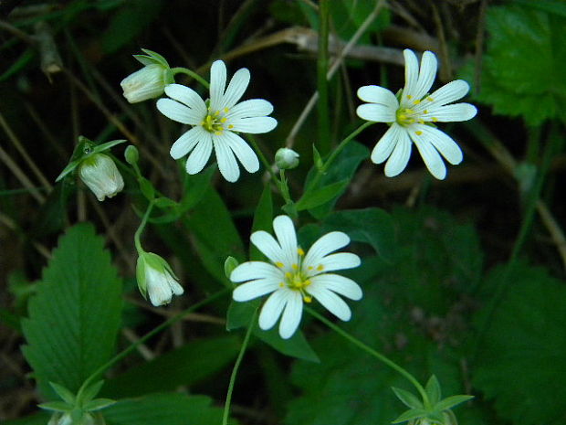 hviezdica veľkokvetá Stellaria holostea L.