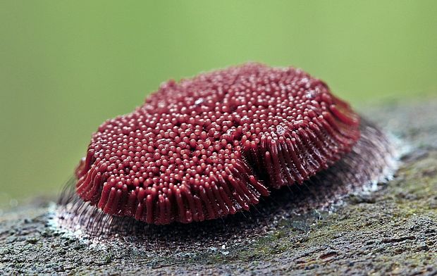 pazderka Stemonitis sp.