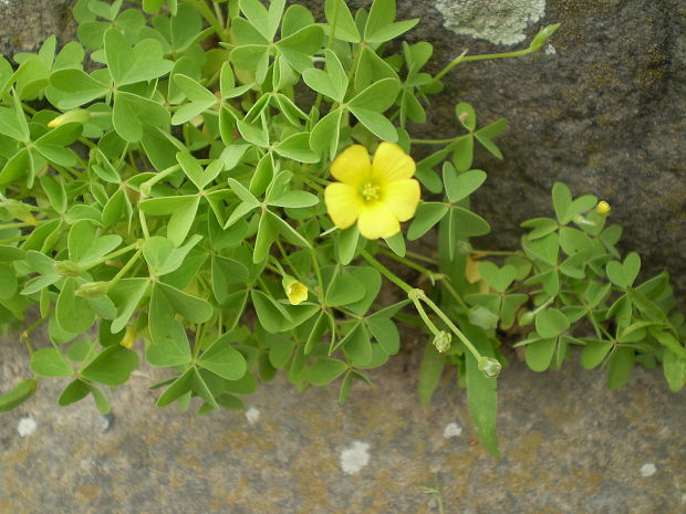 kysličkovec európsky Xanthoxalis stricta (L.) Small