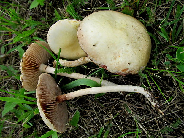 poľnička Agrocybe sp.