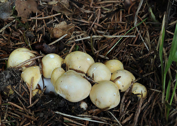 čírovnica májová Calocybe gambosa (Fr.) Donk