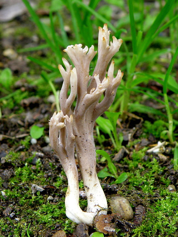 konárovka hrebenitá Clavulina coralloides (L.) J. Schröt.