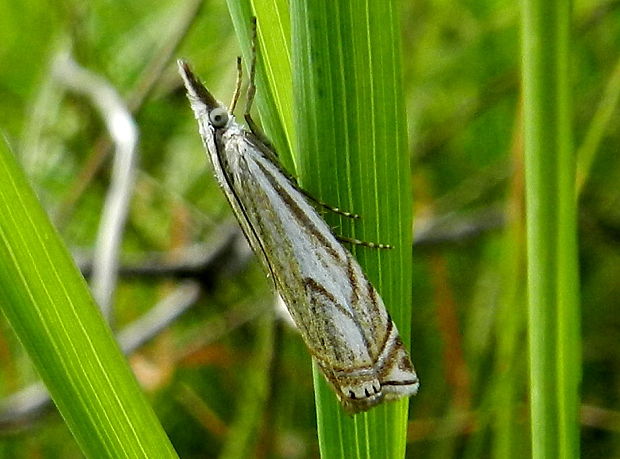 trávovec lúčny-samček Crambus lathoniellus