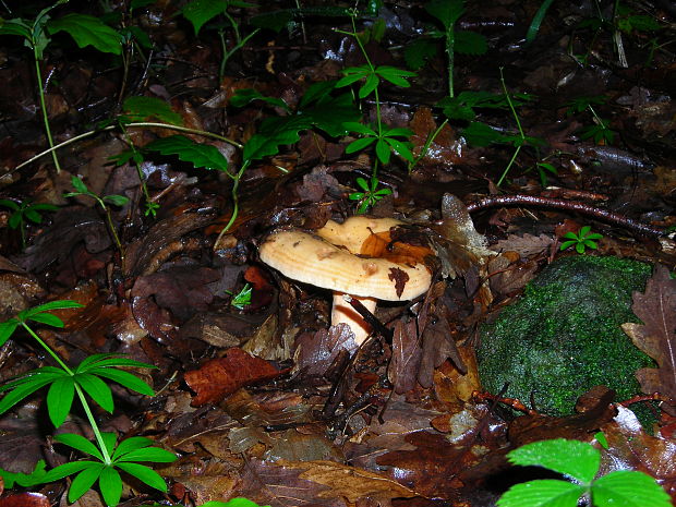 rýdzik Lactarius sp.