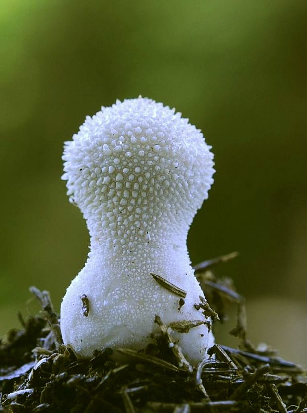 prášnica bradavičnatá Lycoperdon perlatum Pers.