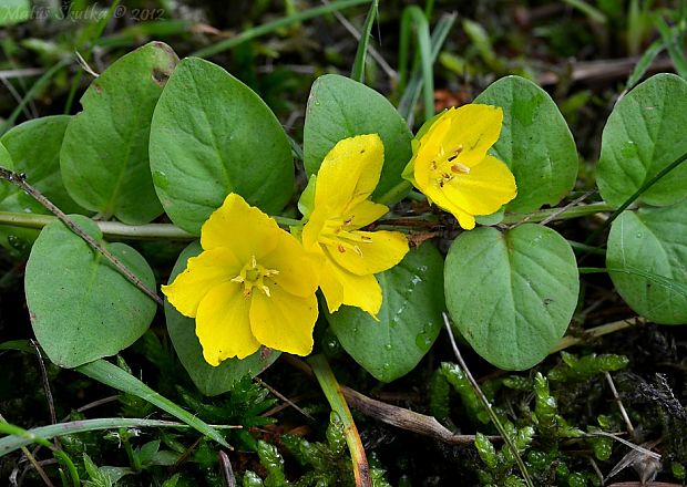 čerkáč peniažtekový Lysimachia nummularia L.