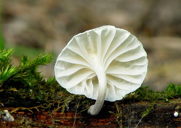 tancuľka biela Marasmiellus candidus (Bolton) Singer