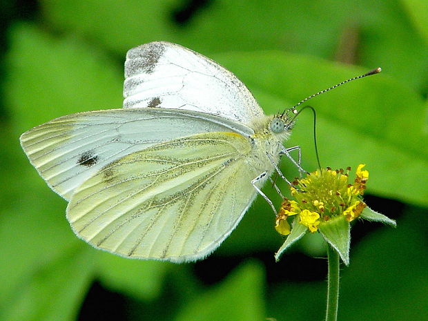 mlynárik repkový  Pieris napi  Linnaeus, 1758