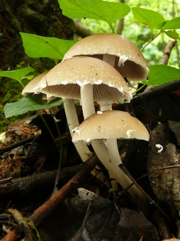 drobuľka Psathyrella sp.