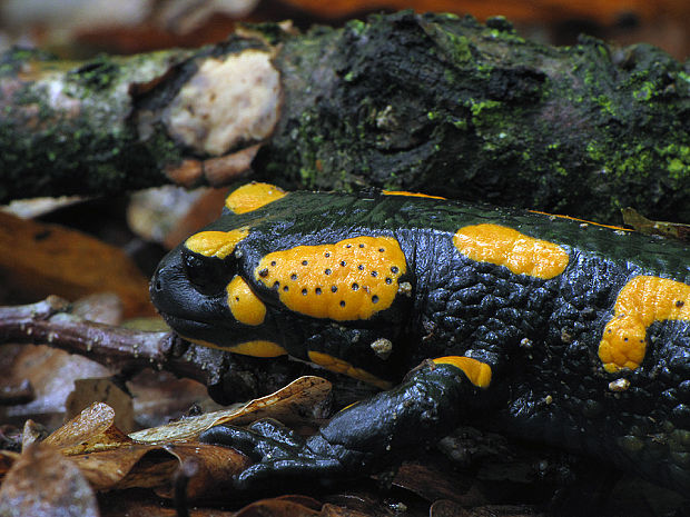 salamandra škvrnitá salamandra salamandra