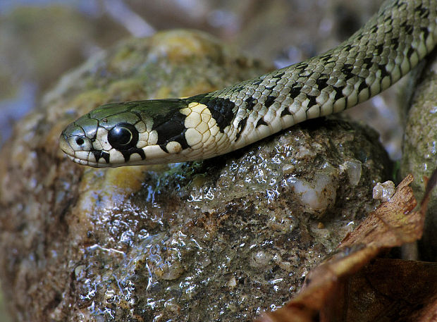 užovka obojková  Natrix natrix