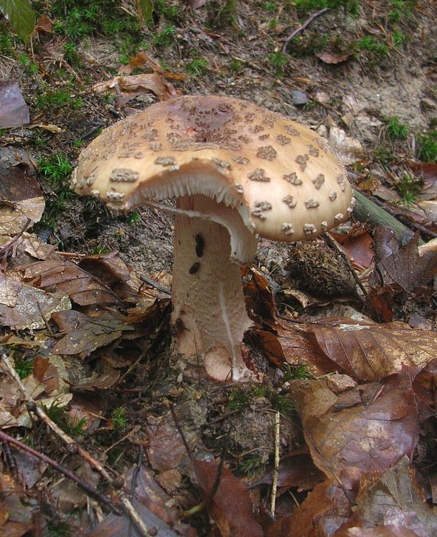 muchotrávka červenkastá Amanita rubescens Pers.