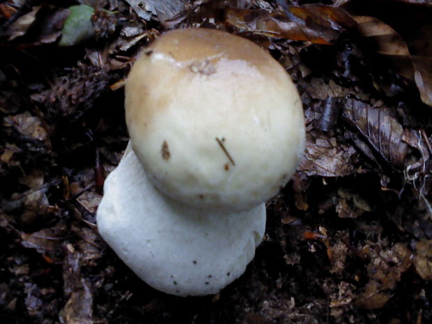 hríb smrekový Boletus edulis Bull.