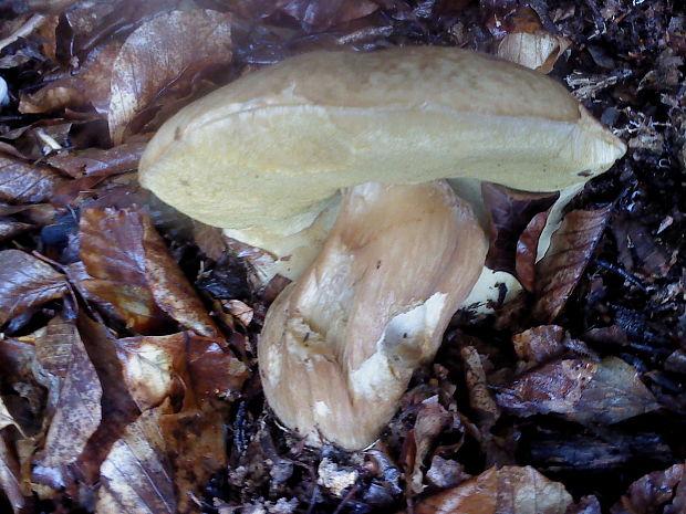 hríb smrekový Boletus edulis Bull.