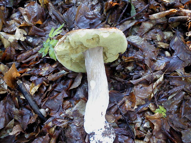 hríb smrekový Boletus edulis Bull.