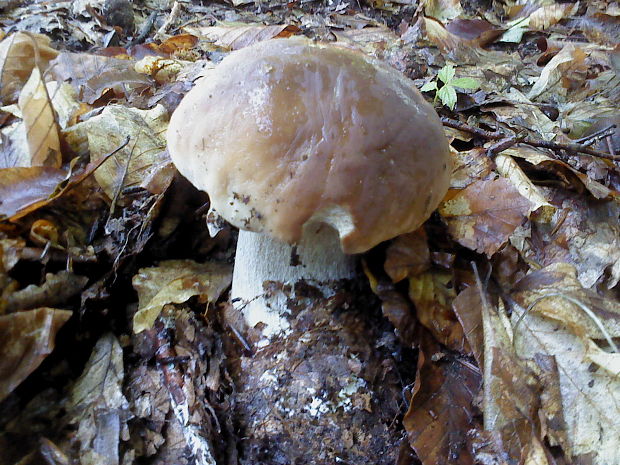 hríb smrekový Boletus edulis Bull.