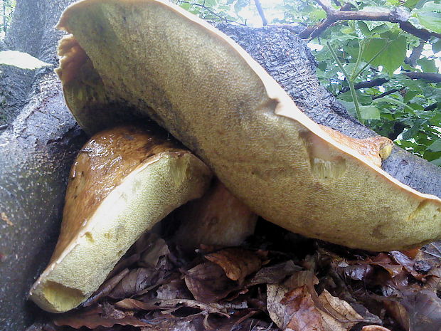 hríb dubový Boletus reticulatus Schaeff.