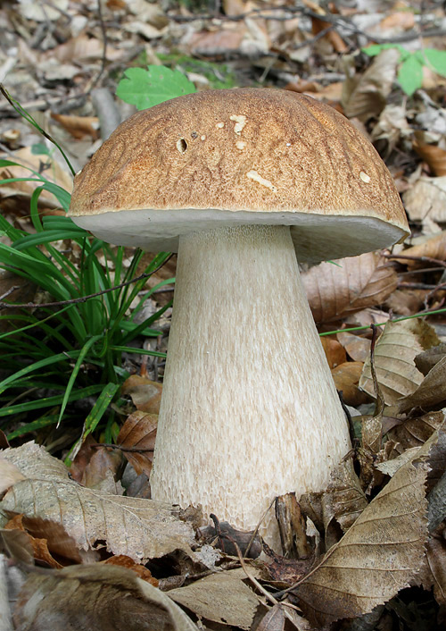 hríb dubový Boletus reticulatus Schaeff.