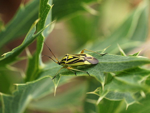 bzdôška Brachycoleus decolor