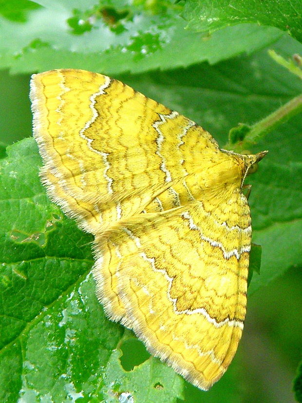 piadivka žihľavová  Camptogramma bilineata  Linnaeus, 1758