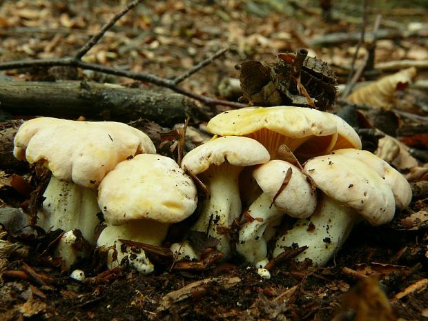 kuriatko jedlé Cantharellus cibarius Fr.