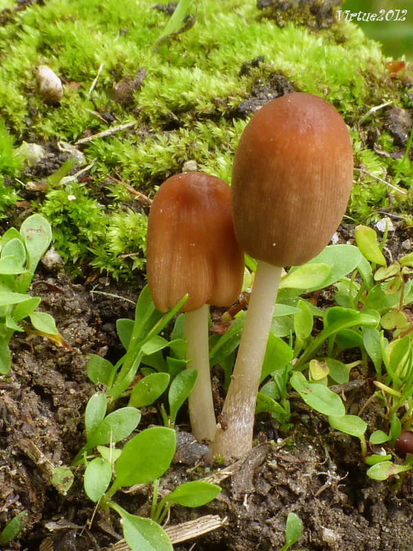 hnojník ligotavý Coprinellus micaceus (Bull.) Vilgalys, Hopple & Jacq. Johnson