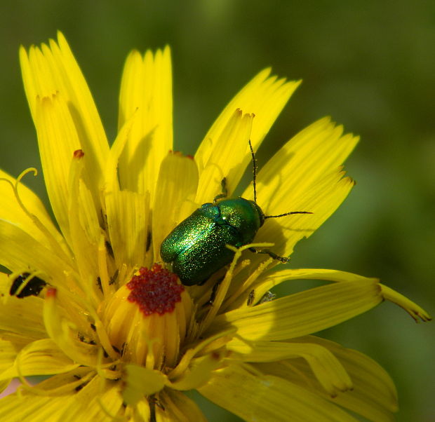 krytohlav hodvábny Cryptocephalus sericeus