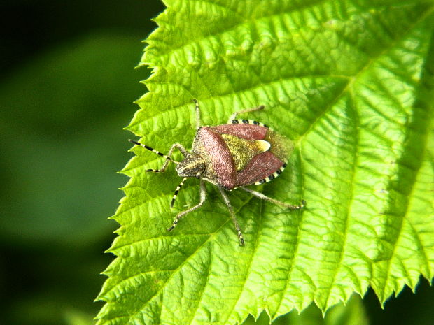 bzdocha obyčajná Dolycoris baccarum