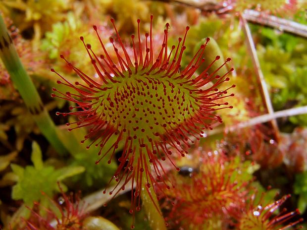 rosička okrúhlolistá Drosera rotundifolia L.