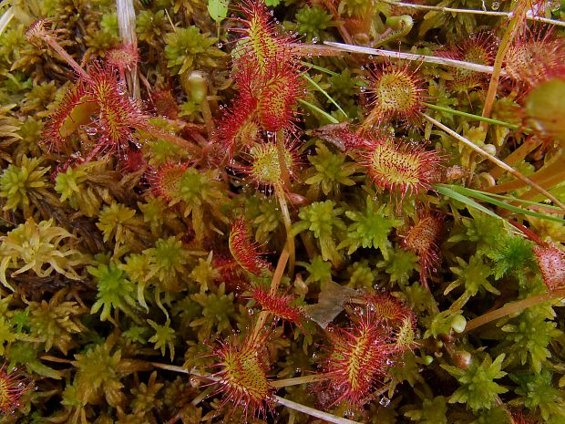 rosička okrúhlolistá Drosera rotundifolia L.