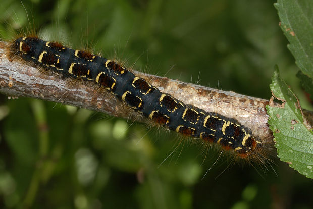 priadkovec brezový - husenica Eriogaster lanestris