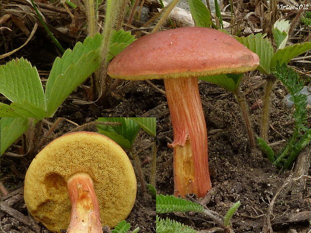 suchohríb karmínový Hortiboletus rubellus (Krombh.) Simonini, Vizzini & Gelardi