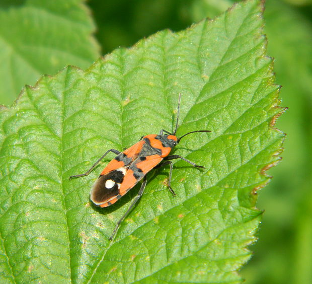 behavka pestrá Lygaeus equestris