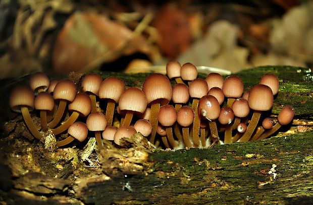 prilbička Mycena sp.