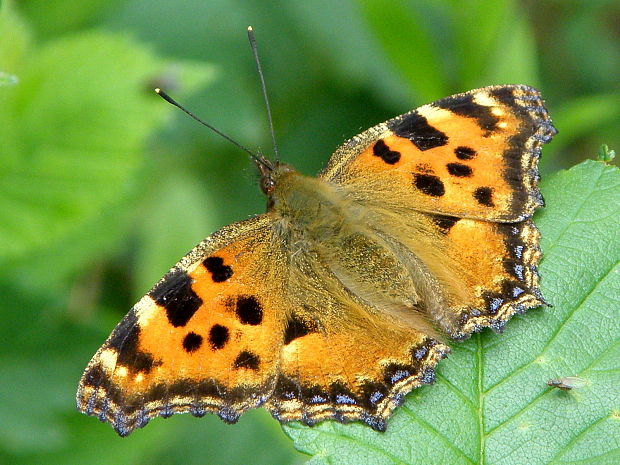 babôčka brestová  Nymphalis polychloros  Linnaeus, 1758