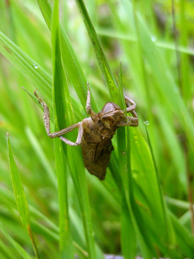 Odonata - exuvium