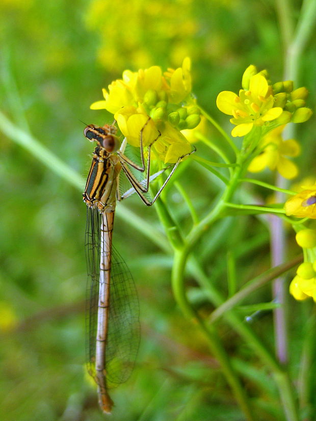 šidielko ploskonohé  Platycnemis pennipes